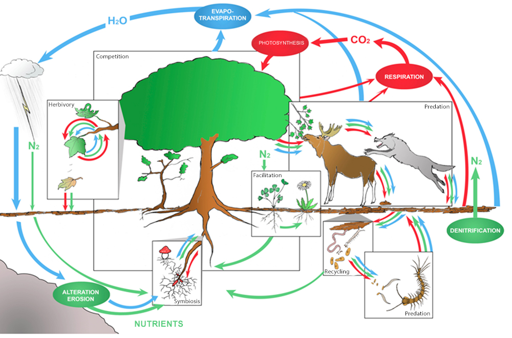 Conceptual figure on biodiversity and ecosystem functioning