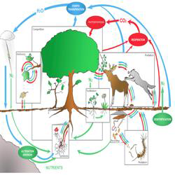 Biodiversity & Ecosystem Functioning icon