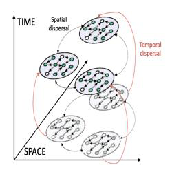 Metacommunities icon